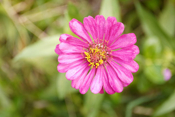 Obraz premium Bann Chuen (Scientific name: Zinnia violacea Cav.) Is a single leaf herbaceous plant with a bouquet of red, pink, orange, purple as an ornamental plant.