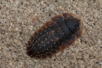Bark Cockroach nymph