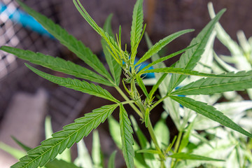 Close up Cultivation of Marijuana tree.