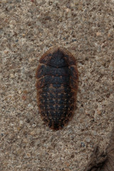 Bark Cockroach nymph