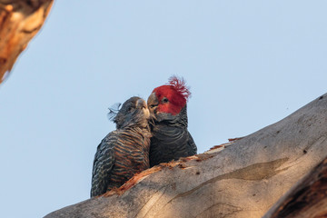 Gang-gang Cockatoos in a tree