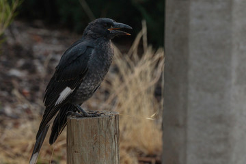 Pied Currawong juvenile on a post
