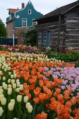 tulips in holland