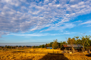 Fototapeta premium Post-harvest rice fields and clouds in the blue sky on a clear day