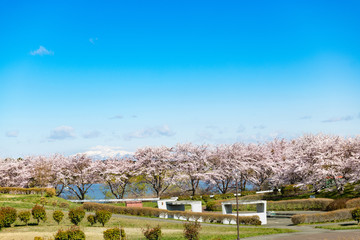 長沼フートピア公園満開の桜並木と栗駒山