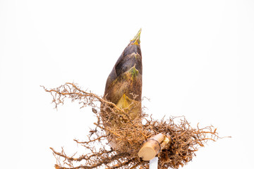 This is a bamboo shoot dug up from the root.