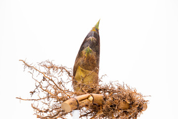 This is a bamboo shoot dug up from the root.