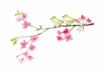 メジロと桜の水墨画　彩墨画