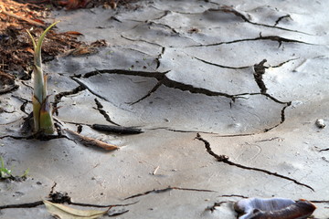 close up crack dry soil background with sprout in Thailand