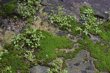 moss on stone wall