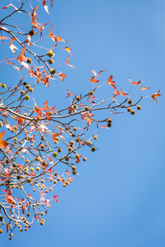 Red fall leaves on branch with blue sky in background