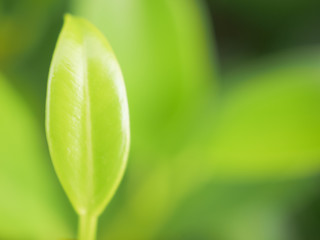 Closeup green leaf nature background.