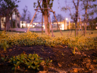 Small tree green leaves in the garden  in the evening time - Powered by Adobe