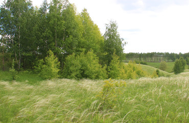 Hilly terrain covered with grass and a small forest