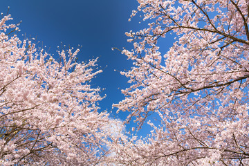 長沼フートピア公園満開の桜