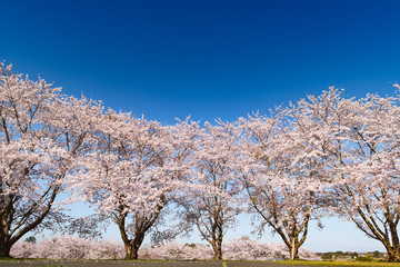 長沼フートピア公園・満開のアーチ桜並木