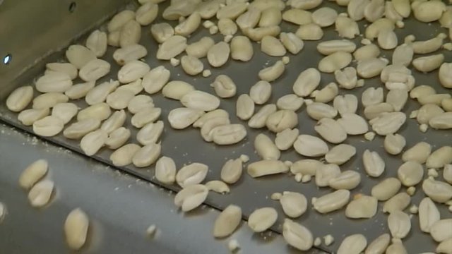 slow-motion close-up of peanuts falling from the conveyor line. Sorting machine for peanuts. Peanuts transported on a conveyer band in a food factory.