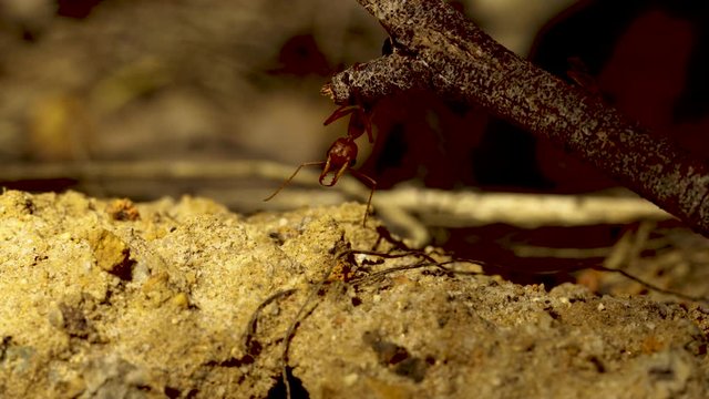A Australian bull ant is trying to catch small ant species.
