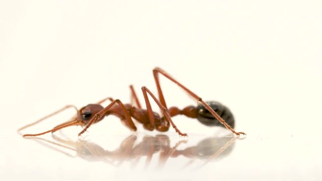 This ant is called bulldog ant in Australia. Myrmecia gratiosa is an Australian native ant which belongs to the genus Myrmecia.