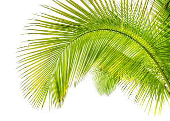 palm leaves on white background