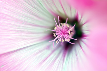 Pink flower. Close-up flower Hatma three-month. Macro photography