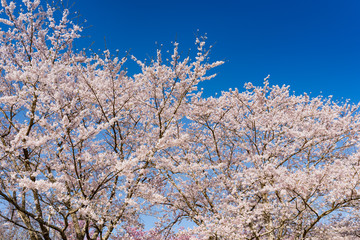 長沼フートピア公園満開の桜並木