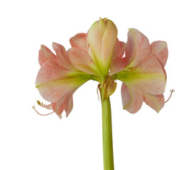 Flower Hippeastrum (amaryllis) salmon pink color on a white background isolated.