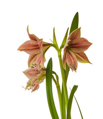 Flower Hippeastrum (amaryllis) Butterfly Group 