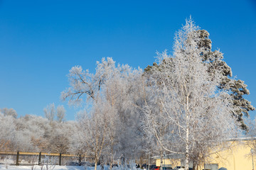 Winter landscape of the city Park on a frosty day.