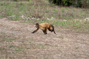 Ein Kapuzineraffe läuft schnell über eine freie Fläche