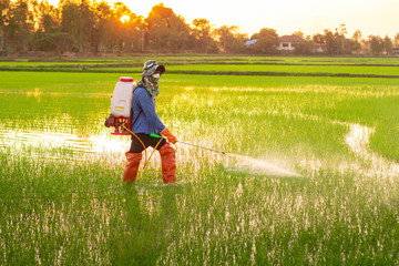 Farmers are spraying agricultural chemicals to control weeds and pests in the evening rice fields.