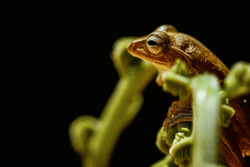 Tropical Tree Frog