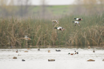 Northern shoveler flock flying low over wetlands.
