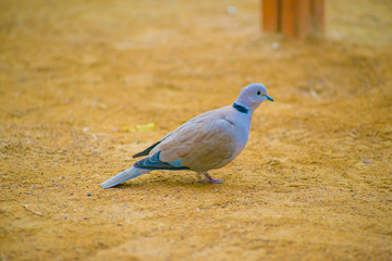 Pigeon in the Tourists destination Barcelona, Spain. Barcelona is known as an Artistic city located in the east coast of Spain..
