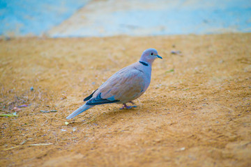 Pigeon in the Tourists destination Barcelona, Spain. Barcelona is known as an Artistic city located in the east coast of Spain..