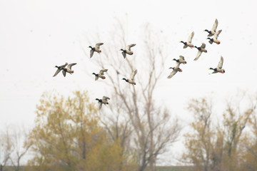 Large flock of mallard drake mallard ducks.