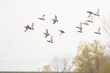 Large flock of mallard drake mallard ducks.