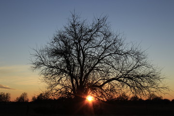 silhouette of tree in sunset in Kansas.