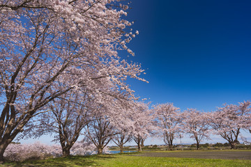 長沼フートピア公園満開の桜