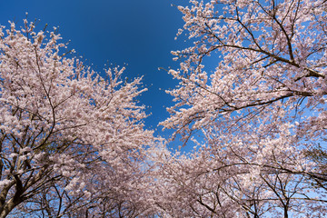 長沼フートピア公園満開の桜