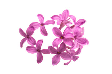 Fototapeta na wymiar lilac flower closeup isolated