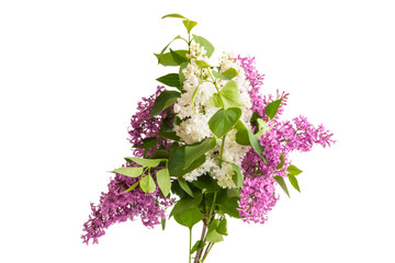 lilac flower closeup isolated