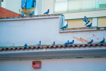 Pigeons in the Tourists destination Barcelona, Spain. Barcelona is known as an Artistic city located in the east coast of Spain..