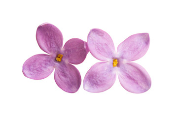 lilac flower closeup isolated