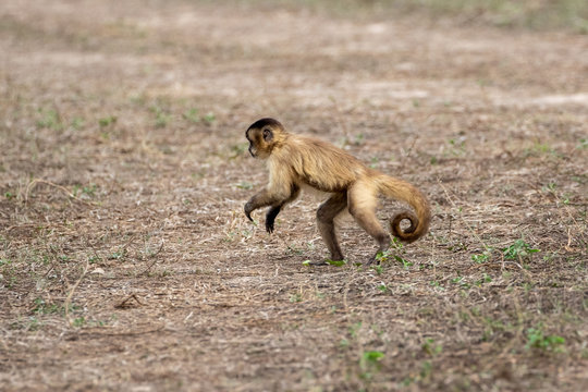 Ein freigestellter junger Kapuzineraffe l&auml;uft in der Seitenansicht &uuml;ber die Savanne