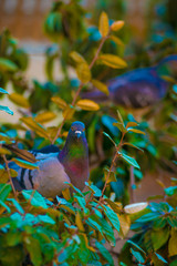 Pigeons in the Tourists destination Barcelona, Spain. Barcelona is known as an Artistic city located in the east coast of Spain..