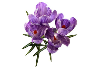 Crocus flowers on stem with leaves isolated on white background, spring season