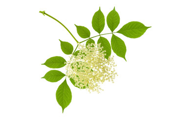 Black elder flower and elderberry leaf isolated on white background, medicinal plant for alternative medicine