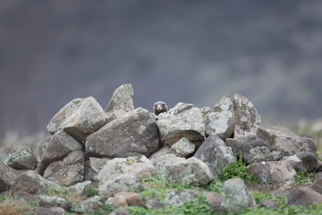 Golden eagle at Madzharovo, Rhodope mountains, Bulgaria.