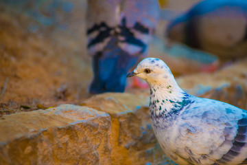 Pigeon in the Tourists destination Barcelona, Spain. Barcelona is known as an Artistic city located in the east coast of Spain..